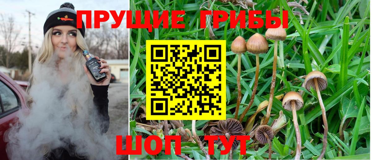 Псилоцибиновые грибы Cubensis Истра