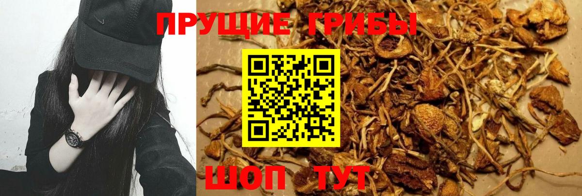 Псилоцибиновые грибы MAGIC MUSHROOMS  Вход с VPN  Псилоцибиновые грибы MAGIC MUSHROOMS  Истра 